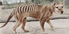 カラー修復された絶滅種・タスマニアタイガー