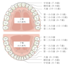 ヒトの歯の全体図、第三大臼歯が「親知らず」