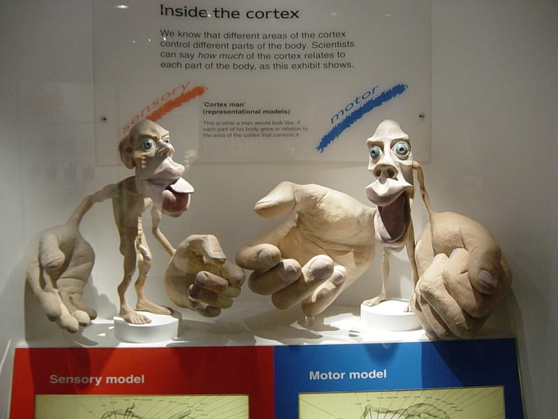 ロンドン自然史博物館に展示されているホムンクルスモデルを三次元化したもの