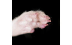 マウスの足。肉球などは敏感な皮膚となる。
