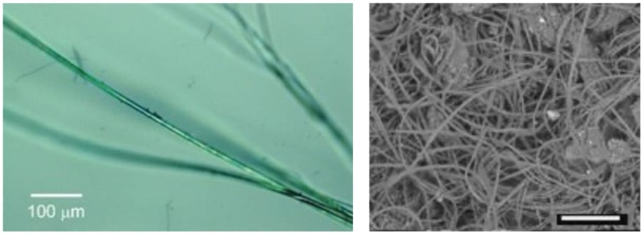 ミノムシの糸の表面にポリアニリンがコーティングされている様子の顕微鏡画像（左。）繊維の絡まった部分の走査型電子顕微鏡画像（右）。