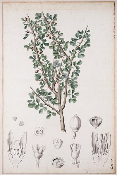 聖書に登場するバルサムの木だと考えられている「Commiphora gileadensis」