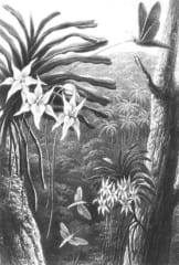 ダーウィンの予言をもとに描かれたスズメガのイメージ図（1867年）