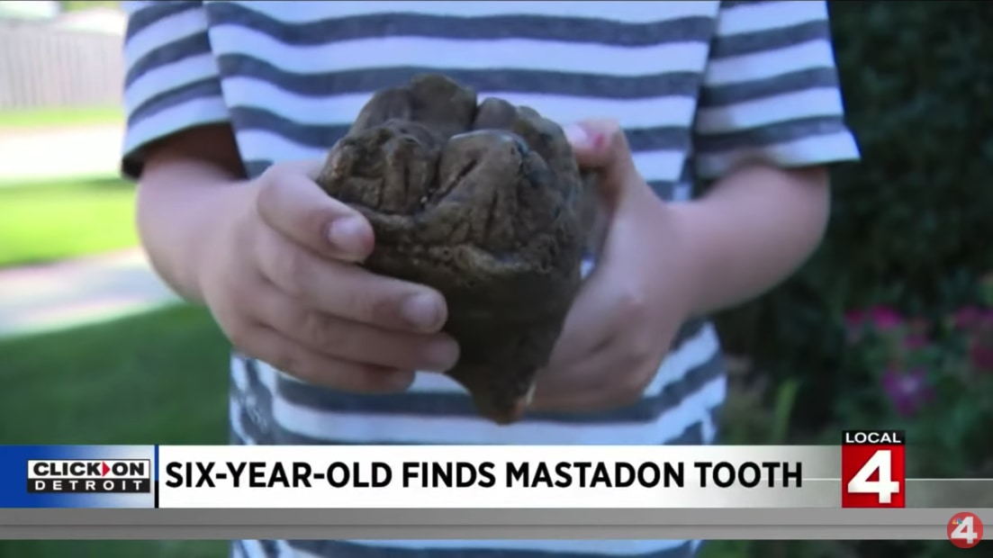 発見されたマストドンの歯の化石