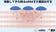 核がやってくるとmRNAが爆発的に増加する