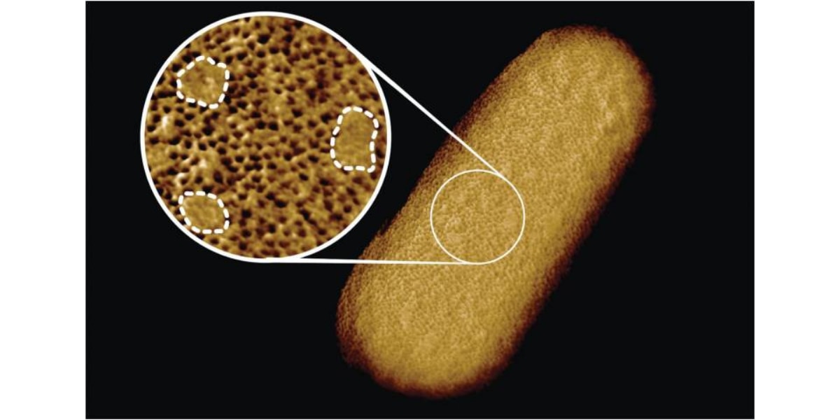 生きた大腸菌の顕微鏡画像