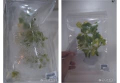  密閉した袋内で栽培されたレタス （左：収穫前の様子　右：地上に回収する前の様子）