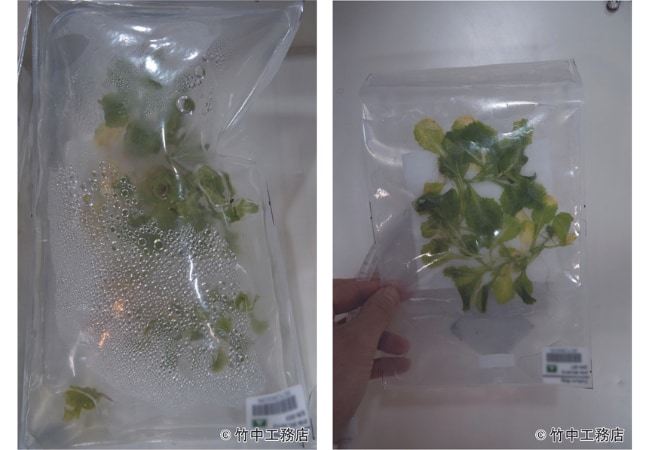  密閉した袋内で栽培されたレタス （左：収穫前の様子　右：地上に回収する前の様子）