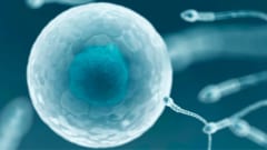 生殖細胞を作る技術は不妊治療に革命を起こす