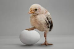 托卵鳥のヒナは卵の中でより多くの運動を行っていた
