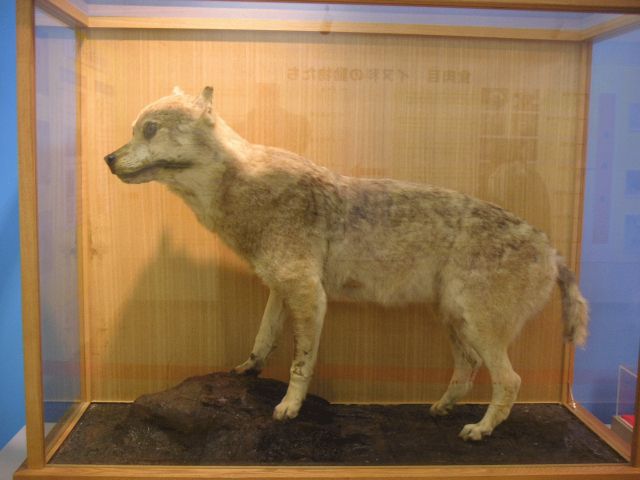 ニホンオオカミの剥製（和歌山県立自然博物館所蔵）