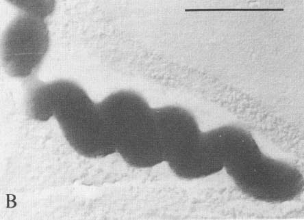 Leptospirillumの一種のらせん細胞を撮影した画像。今回の研究のものではない。