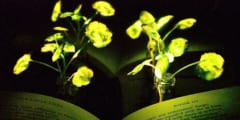 ナノ粒子を埋め込んで植物に発光能力を持たせる