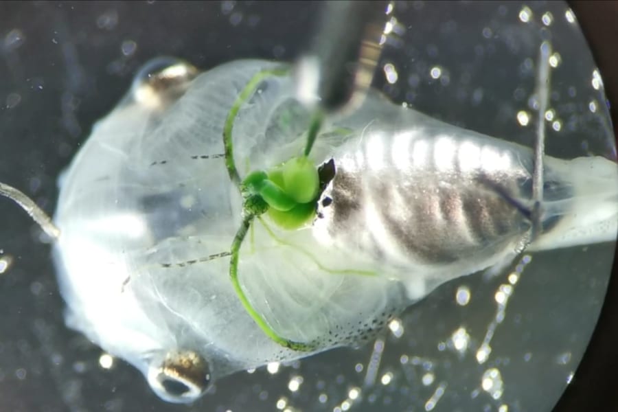 無呼吸状態のオタマジャクシに藻類を注射し、「光合成で脳に酸素供給」することに成功！
