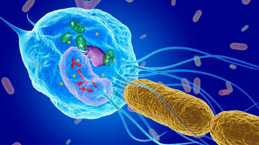 共生細菌は細胞に追加能力を与える