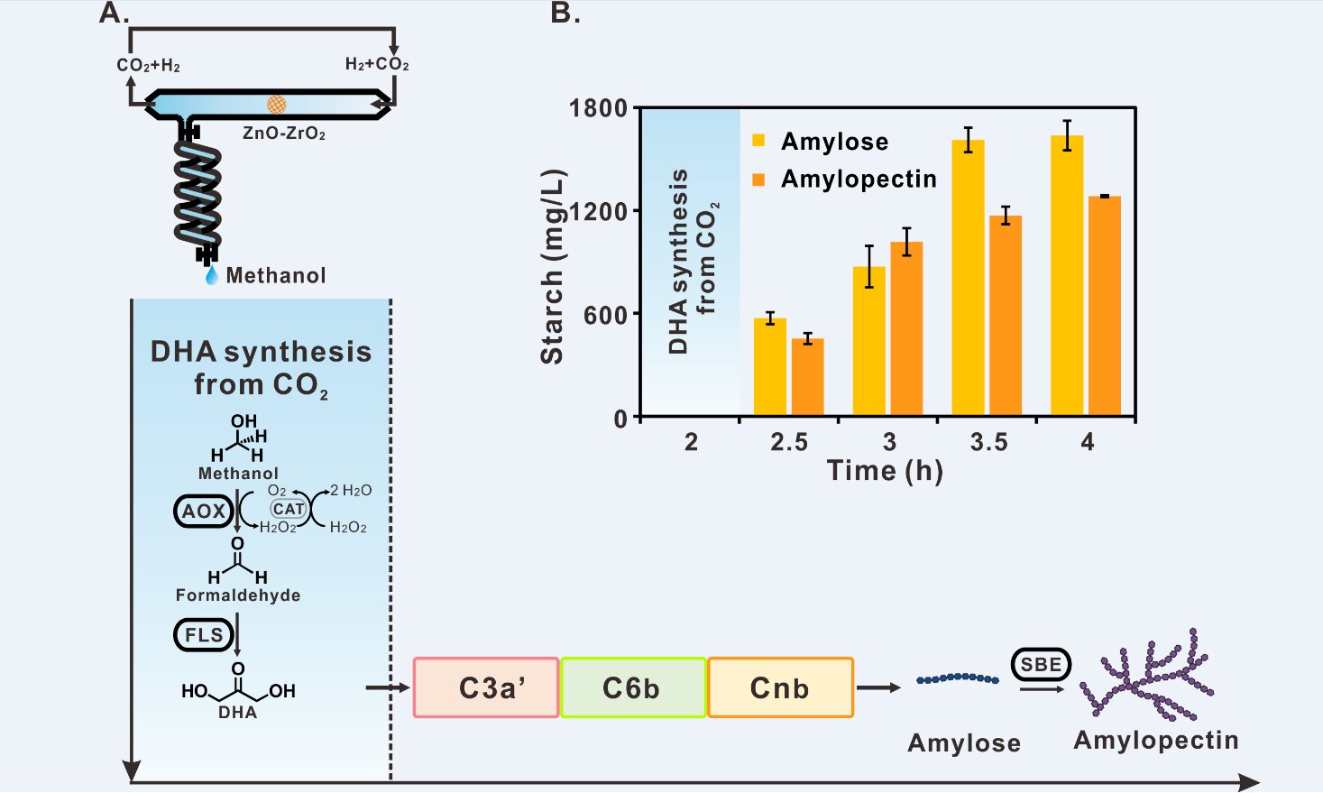 CO2から人工的にデンプンを合成する経路（ASAP）