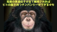 サルとヒトを分ける「知恵の実遺伝子」がジャンクDNAにも埋もれていたの画像 4/4