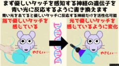 遺伝操作で「タッチ」の代わりに「青い光」で発情するマウスを作成！