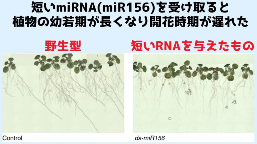 短いmiRNAの伝達により植物の幼若期が長くなり、結果的に開花時期が大幅に遅れた