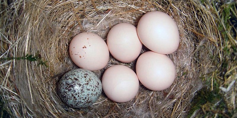 他のトリの巣に卵を産んで育てさせる「托卵」