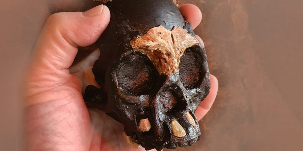25万年前のヒト属の子どもの頭蓋骨を発見