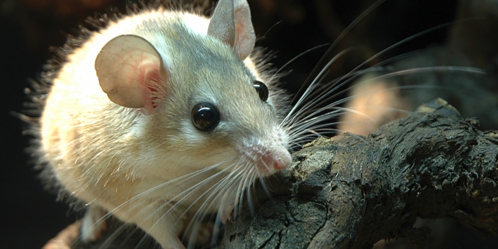 トゲマウスに哺乳類で初となる「再生能力」を発見
