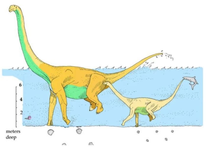 大型の恐竜は水中で「お尻を浮かせて」泳いでいた？