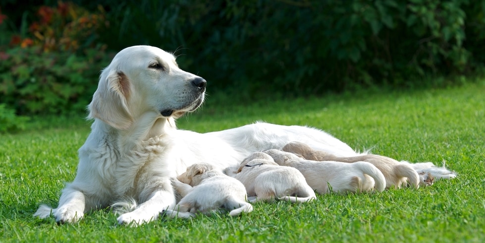 母イヌの養育により、仔イヌのストレス耐性が上昇