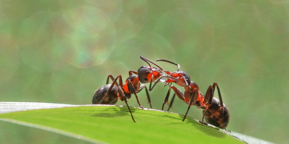 アリは唾液を通して「タンパク質」を交換している