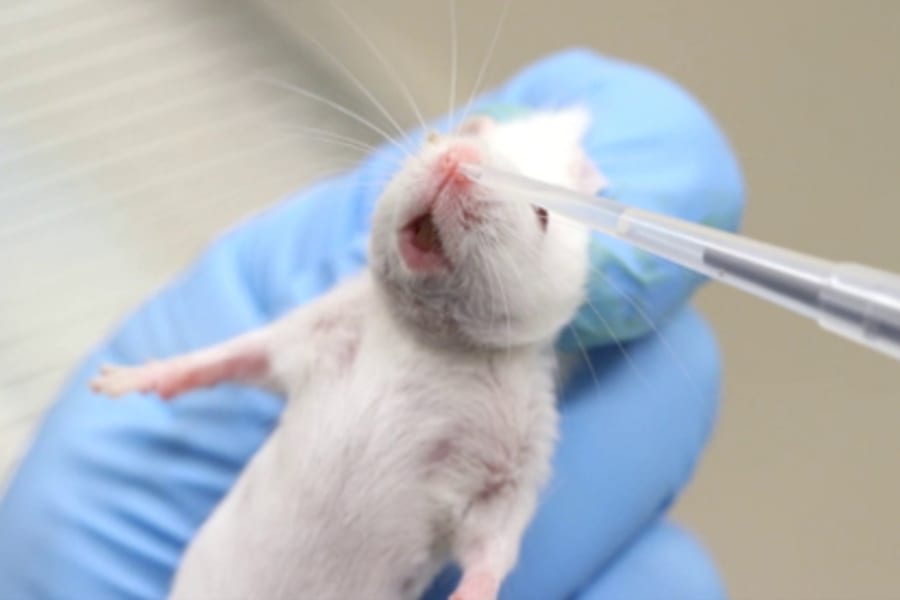 マウスの「うつ状態を20分で治す点鼻薬」が開発される