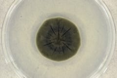 放射線で成長する真菌「Cladosporium sphaerospermum」