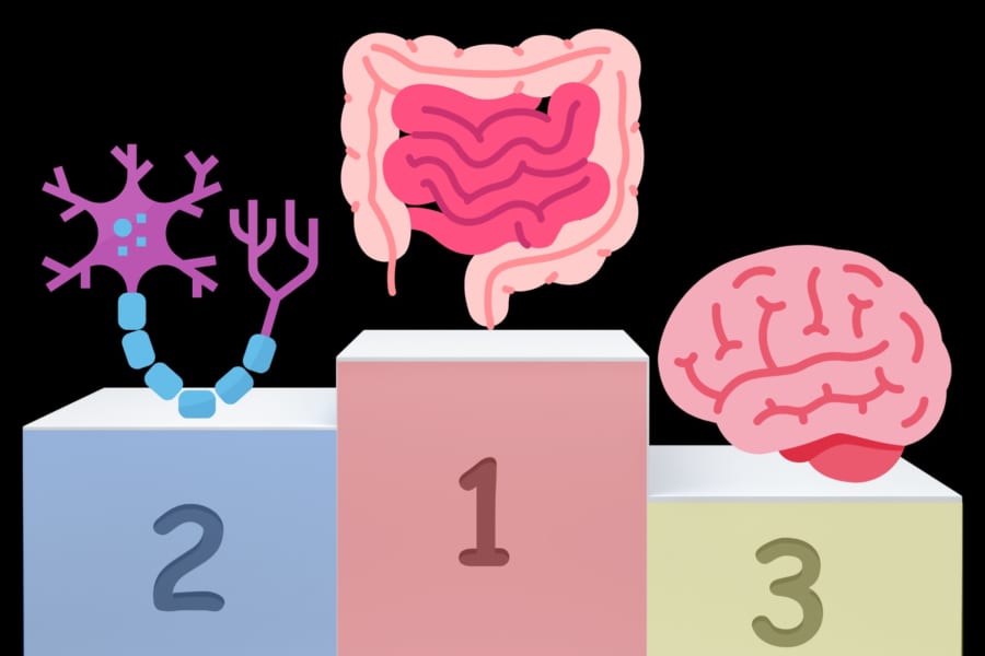腸は第2の脳ではなく、むしろ「脳の方が腸から生まれた」と判明！