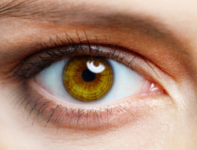 瞳孔（真ん中の黒目）と虹彩（周囲の茶色部分）