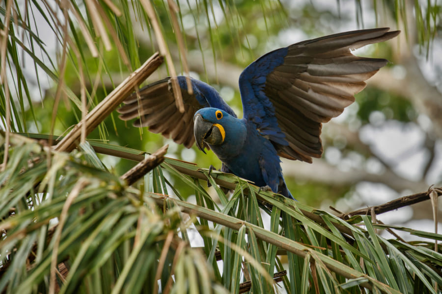 温暖化の影響で、アマゾンの鳥は体が縮んでいる