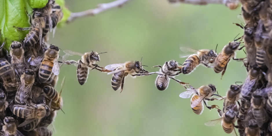 ミツバチは、オオスズメバチに特化した「警報音」と持っていた