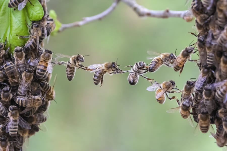 ミツバチは、最強の敵・オオスズメバチにのみ発する「警報音」を持っていた