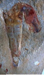 円錐形の貝殻に納まったプリアプルスの化石