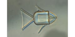 マイクロロボットの魚は薬を持って体内を泳ぎがん細胞に遭遇すると自動的に薬を吐き出す