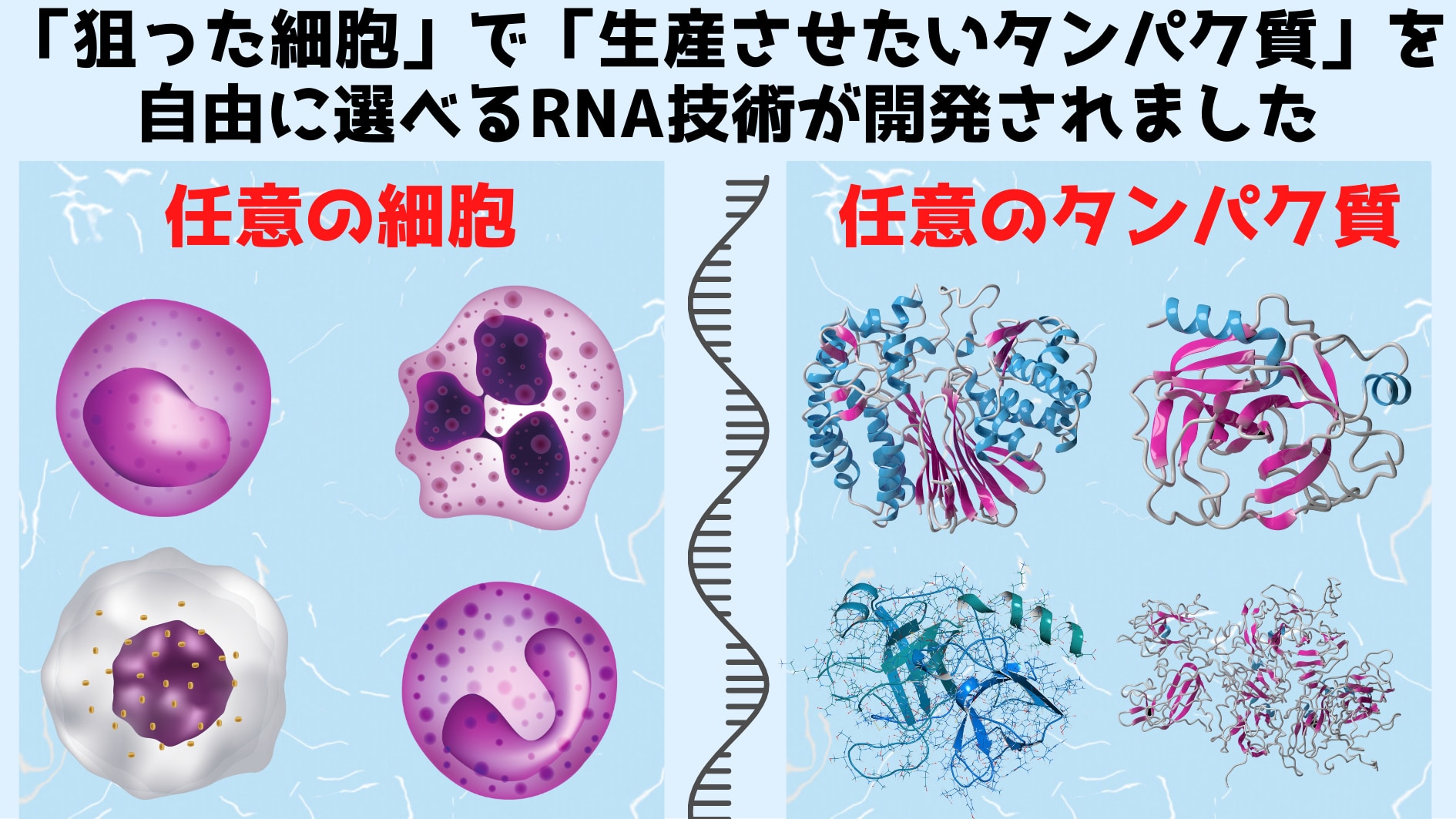 がん細胞だけを殺す「毒入りRNA」も可能