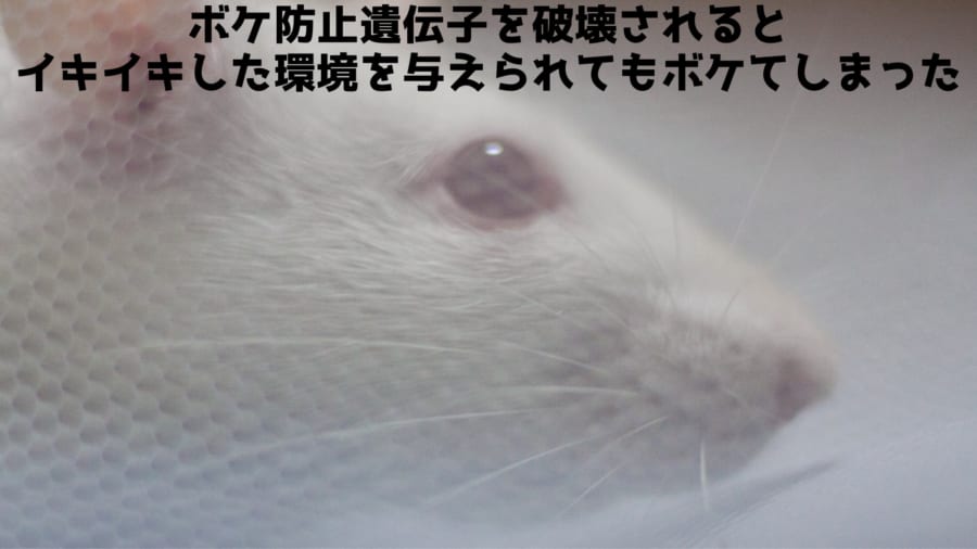 ボケ防止遺伝子を破壊されたマウスにイキイキ環境を与える残酷な実験