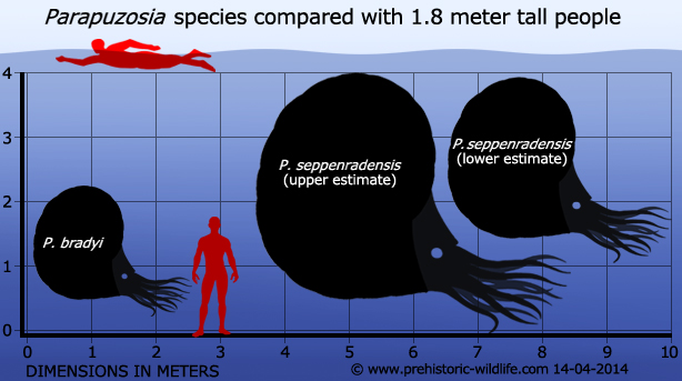 パラプゾシアと人間のサイズ比較