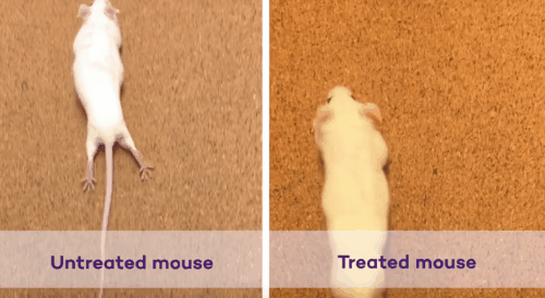 脊椎を損傷したマウスを再び歩かせることに成功！