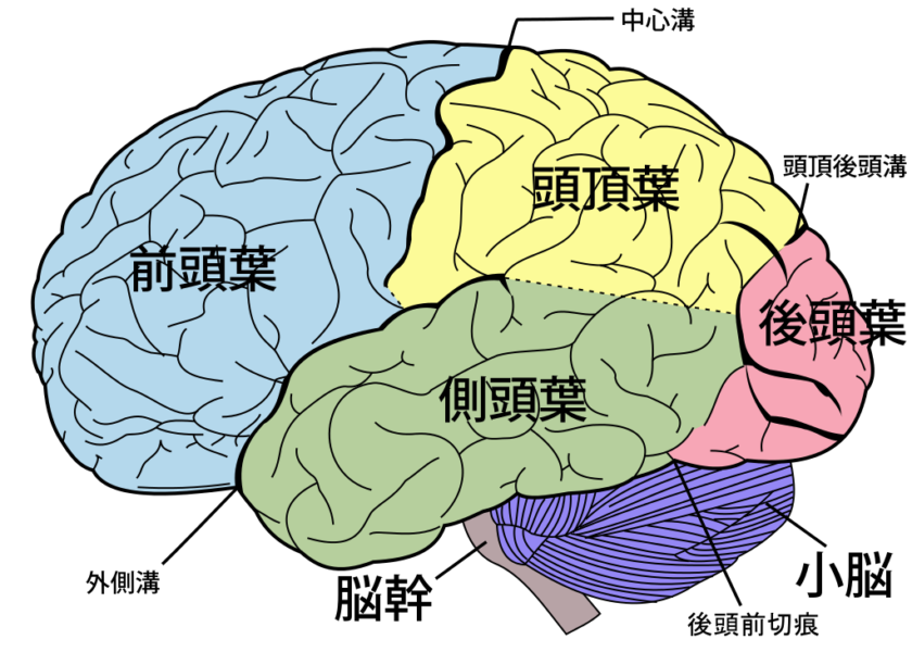 側面から見たヒトの脳の構造