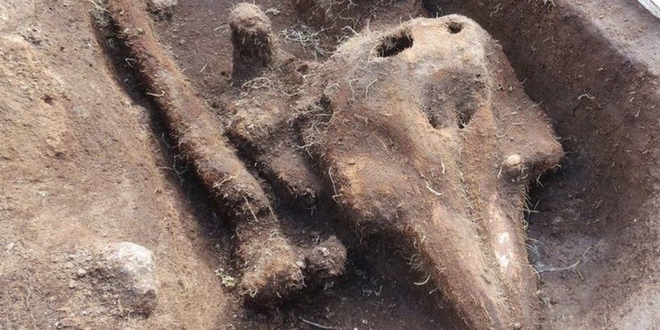 中世時代の墓地から見つかった「イルカの骨」