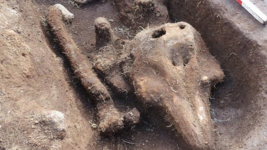 中世の墓地から出土した「手厚く埋蔵されたイルカ」の謎　