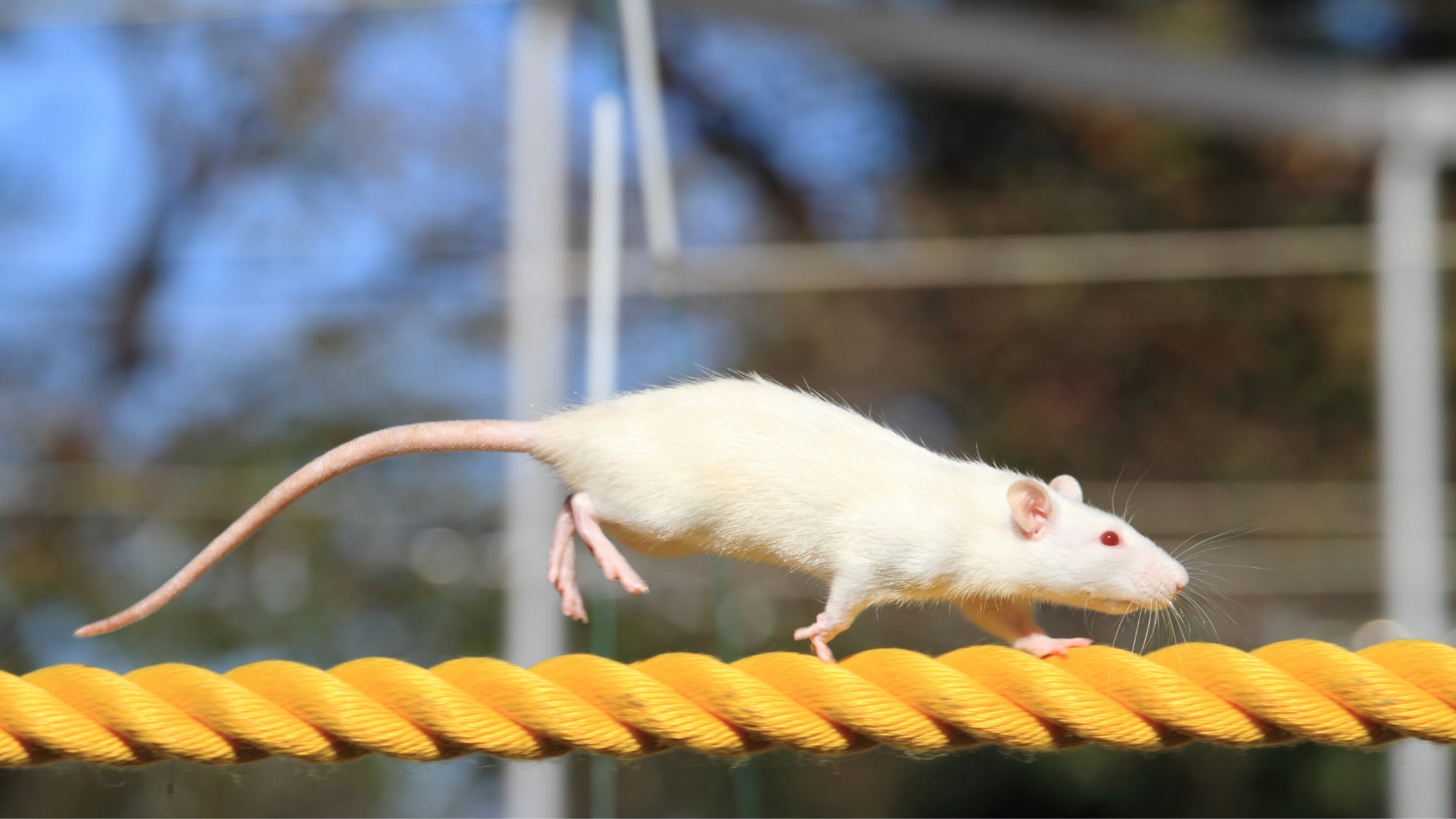 運動好きなマウスの血液が動かないマウスの脳機能をブーストする