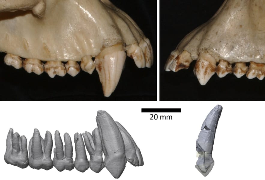 ヒト科の犬歯、450万年前に「縮小し始めた」と推定　東大研究