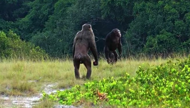 チンパンジーがゴリラを襲撃、世界初の事例
