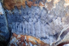 砂岩の中から見つかったアースロプレウラの化石