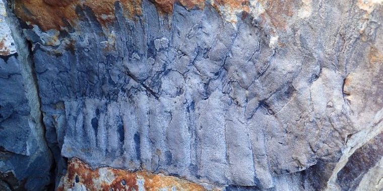 史上最大のヤスデの化石を発見！
